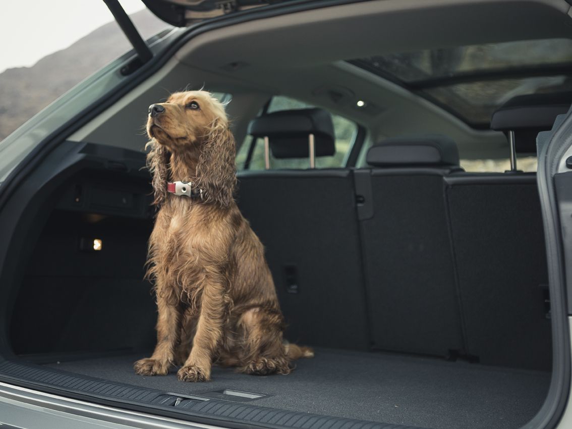 Tu mascota en el coche: consejos para un viaje tranquilo y seguro